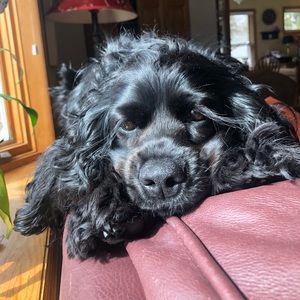 Meet your Posher, Kellie